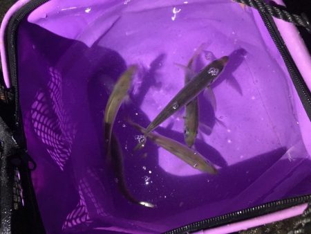 アジ釣りとエソ釣り